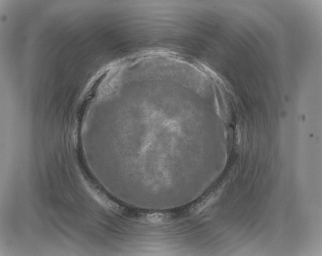 X0000081470064200701262013