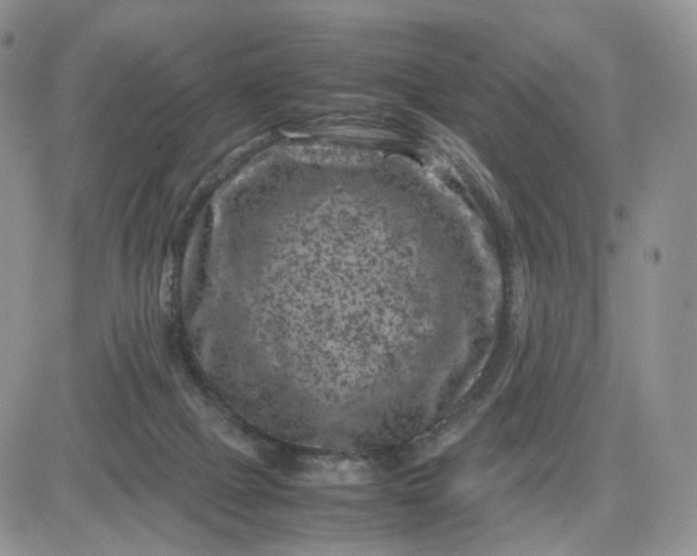 X0000081470073200701262013