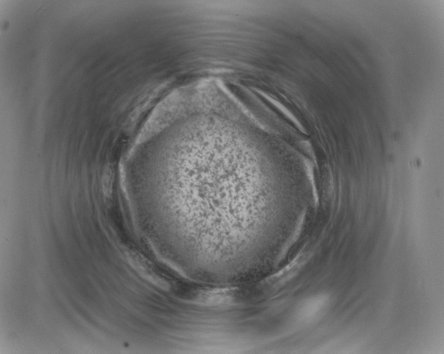 X0000081470078200701262013