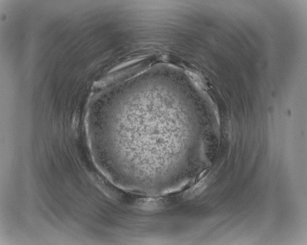 X0000081470082200701262013