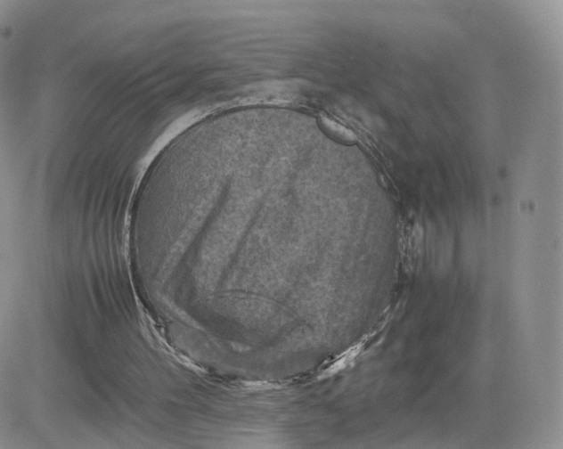 X0000081470100200701262013