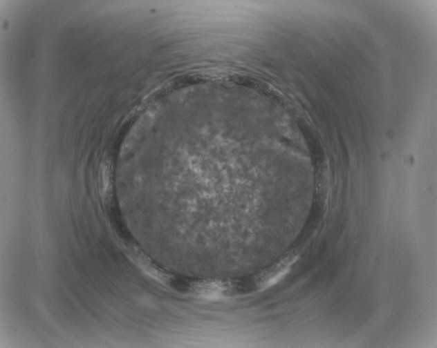 X0000081470131200701262012