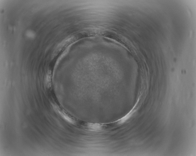 X0000081470144200701262012