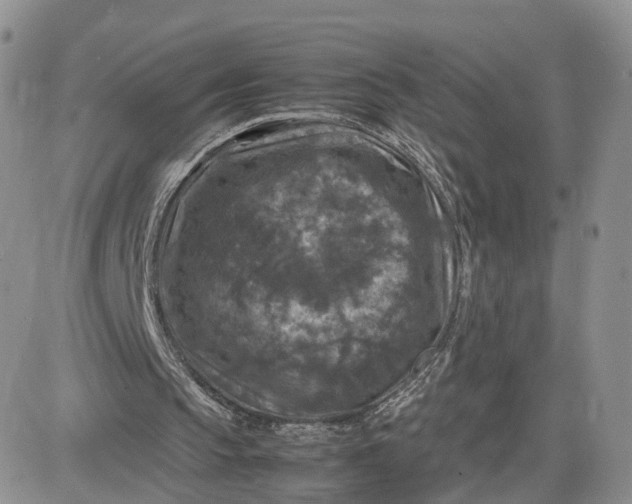 X0000081470145200701262011