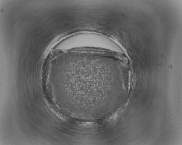 X0000081470151200701262011