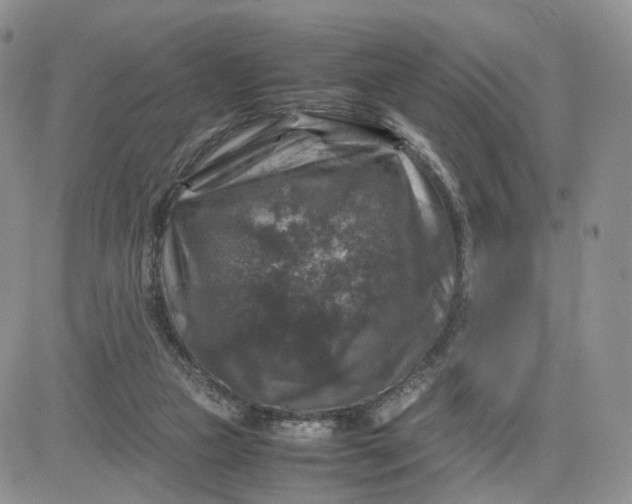 X0000081470161200701262012