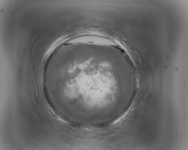 X0000081470199200701262011