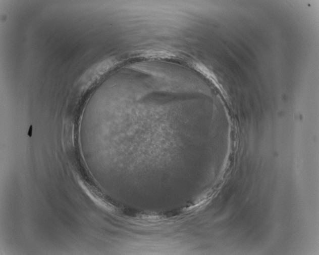 X0000081470205200701262011