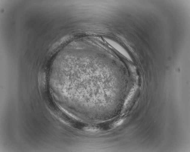 X0000081470211200701262011