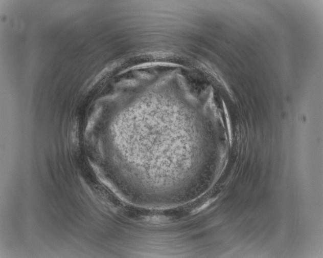 X0000081470212200701262011