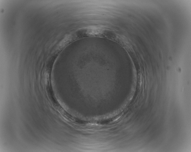 X0000081470227200701262011