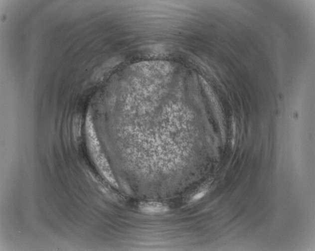 X0000081470230200701262011