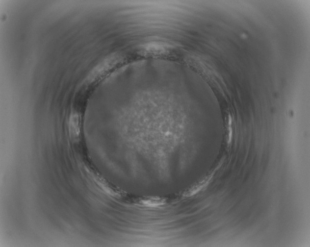 X0000081470232200701262011