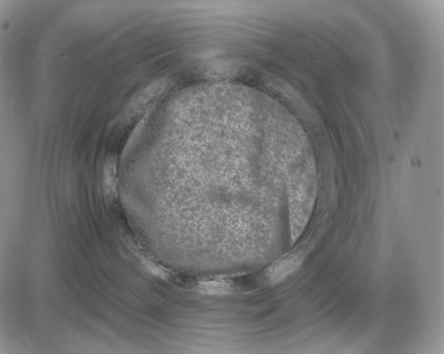 X0000081470240200701262011