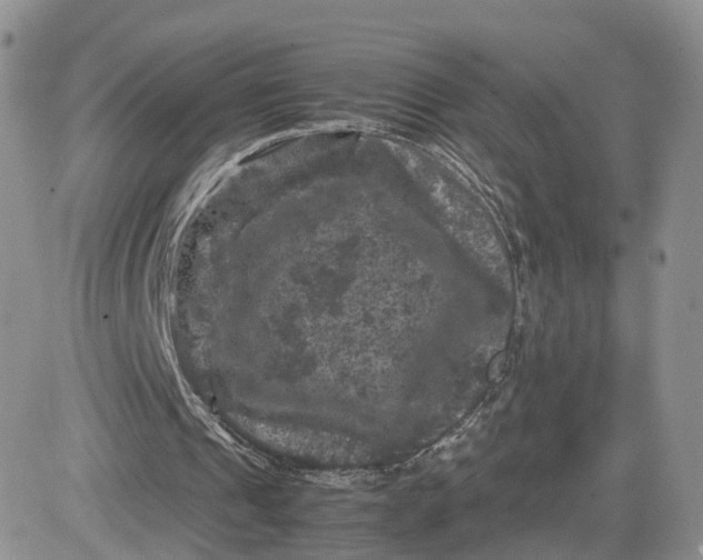 X0000081470241200701262010