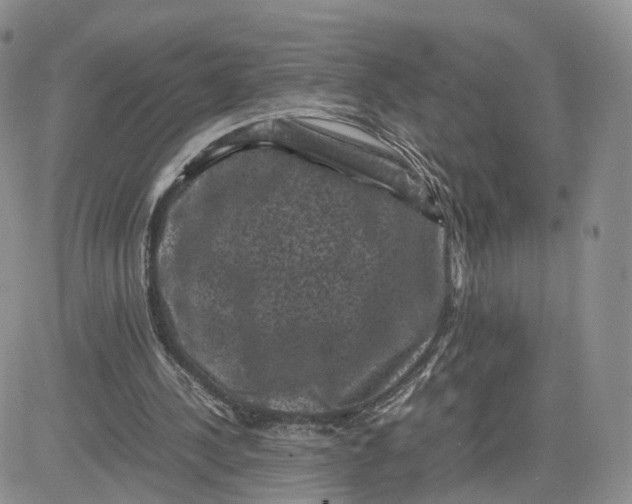 X0000081470244200701262010