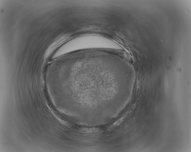 X0000081470245200701262010