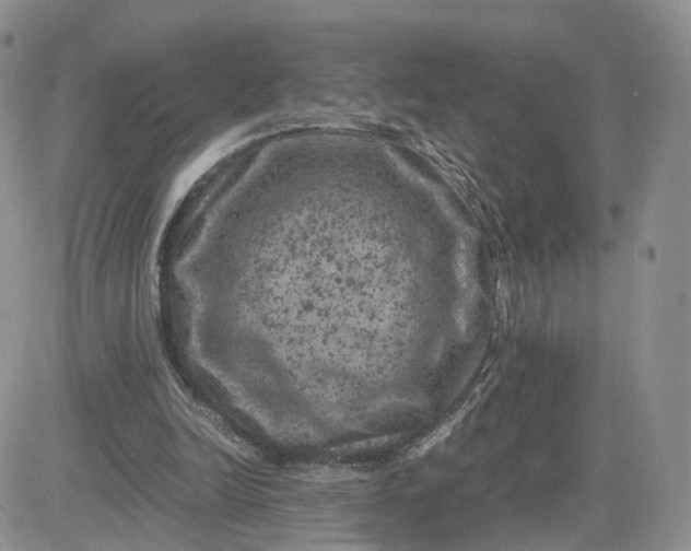 X0000081470246200701262010