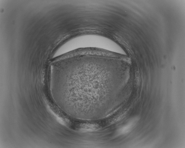 X0000081470255200701262010