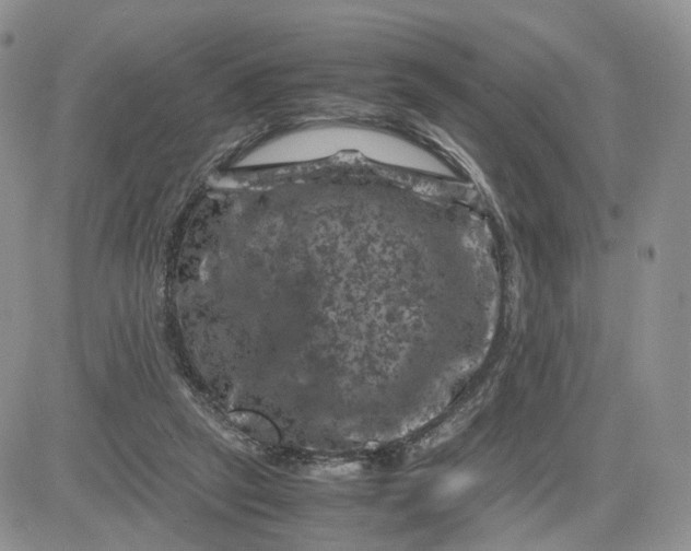 X0000081470257200701262010