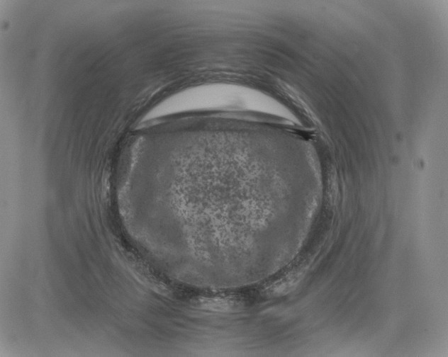 X0000081470259200701262010