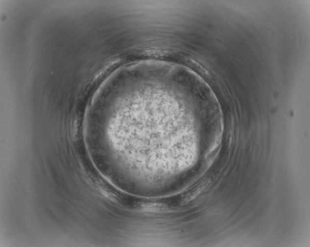 X0000081470268200701262010