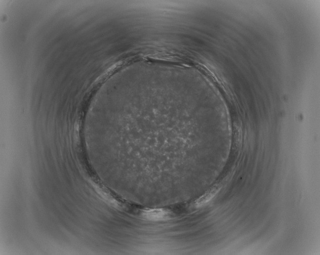 X0000081470269200701262010