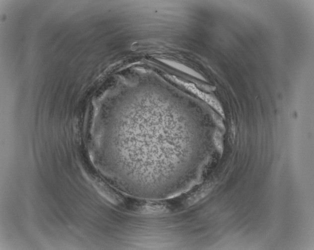 X0000081470270200701262010