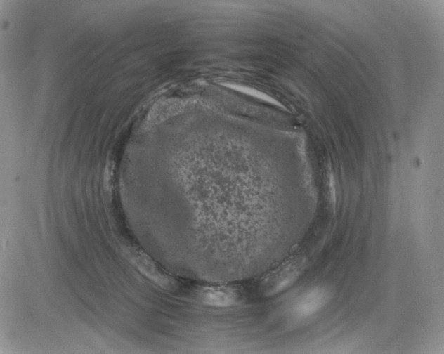 X0000081470275200701262010