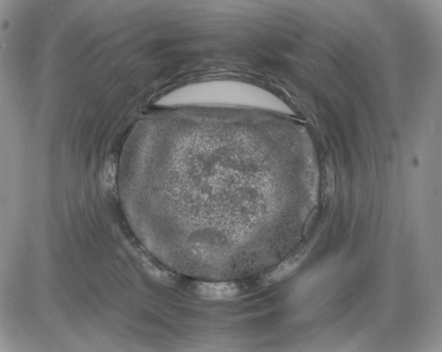 X0000081470281200701262010