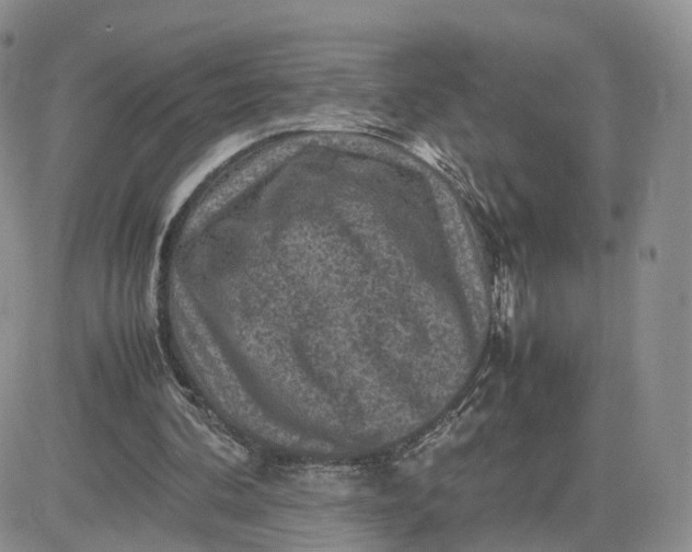 X0000081470292200701262010