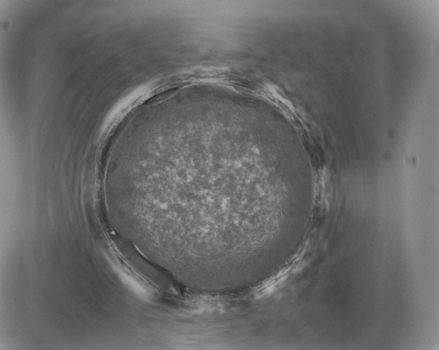 X0000081470293200701262010