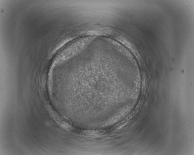 X0000081470297200701262010