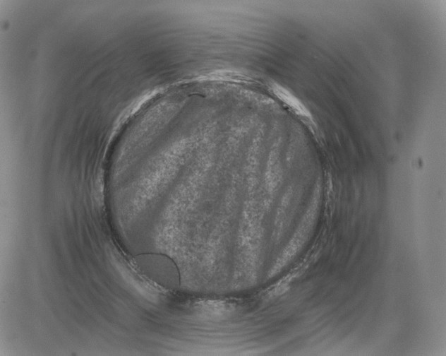 X0000081470298200701262010