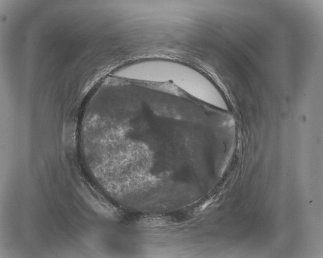 X0000081470299200701262010