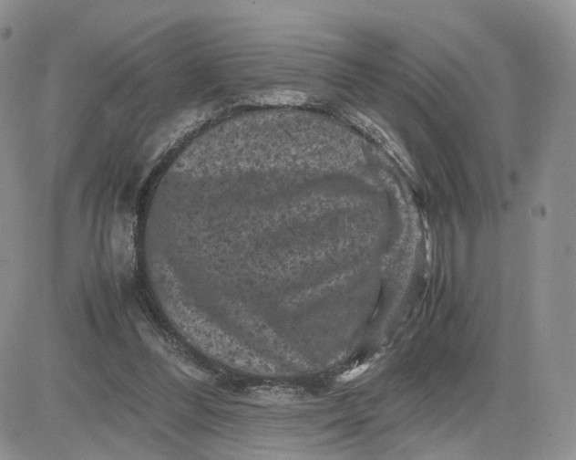 X0000081470300200701262010