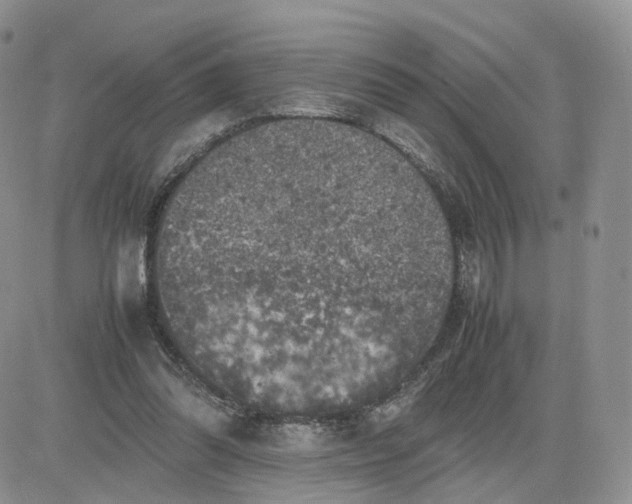 X0000081470302200701262010