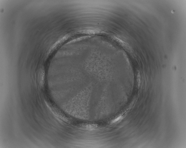 X0000081470304200701262010