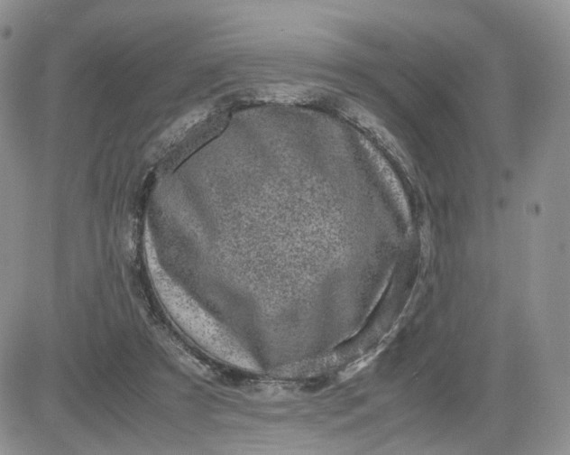 X0000081470305200701262010