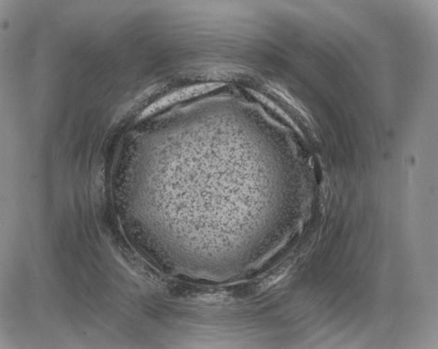 X0000081470306200701262010