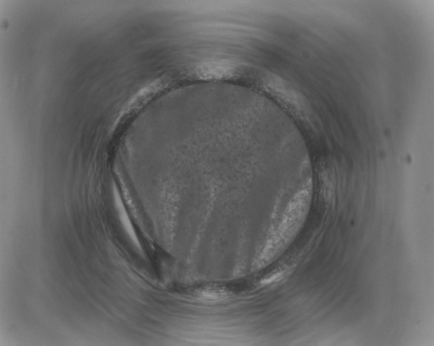 X0000081470308200701262010