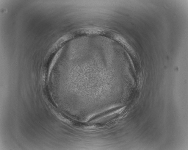 X0000081470309200701262009