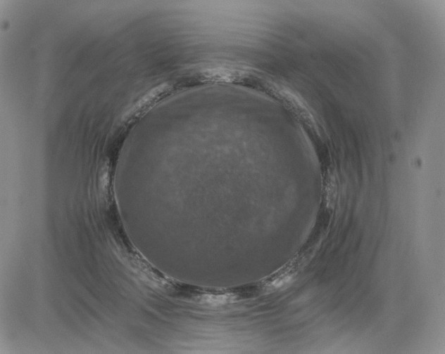 X0000081470314200701262009