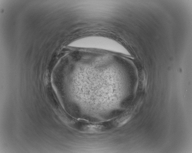 X0000081470323200701262009