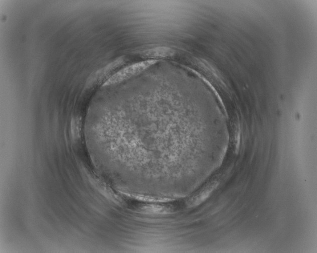 X0000081470326200701262009