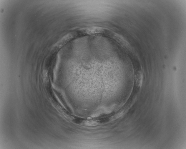 X0000081470327200701262009