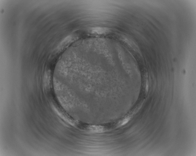 X0000081470328200701262009