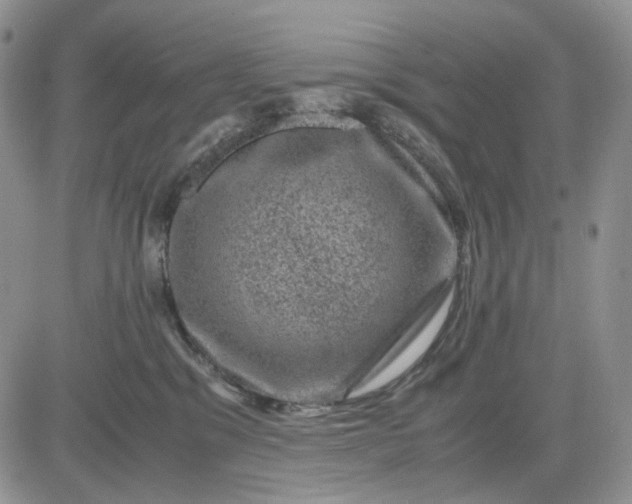 X0000081470329200701262009