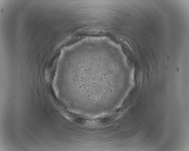 X0000081470335200701262009