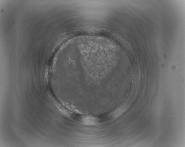 X0000081470336200701262009